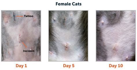 healed spay incision cat|What Should a Cat Spay Incision Look Like